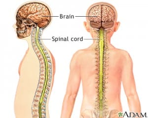 brain and spinal cord