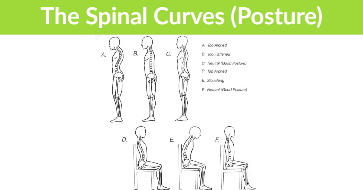 Spine Curves