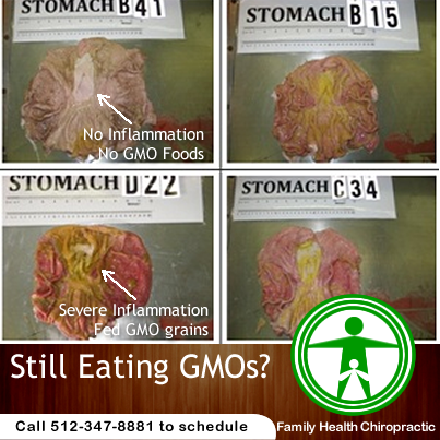 GMO Foods