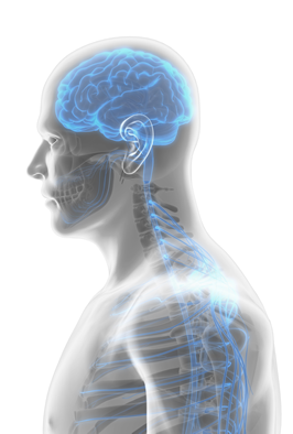 central-nervous-system-austin-chiropractor.fw