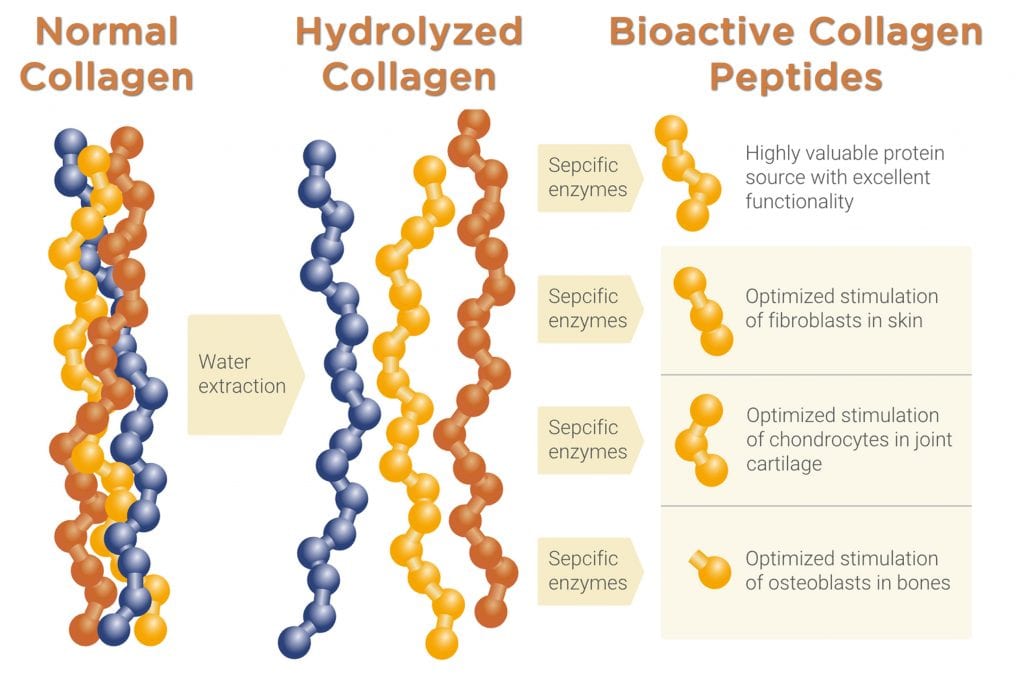 collagen peptide size chiropractor austin texas