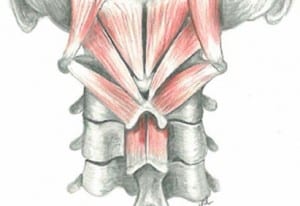 paraspinal muscles