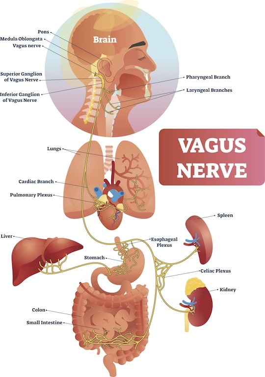 vagas nerve austin chiropractor